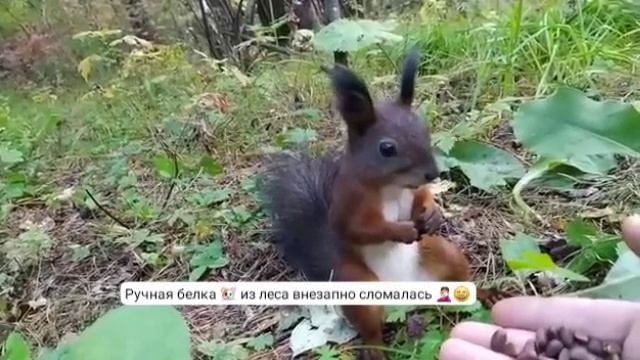 Белка 🐹 сломалась 🙄