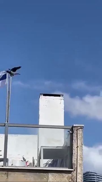 Иран начал применять боевых птиц против Израиля)