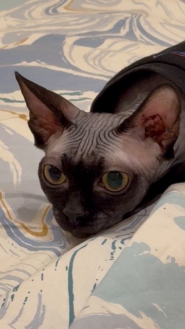 Глазки 😻
