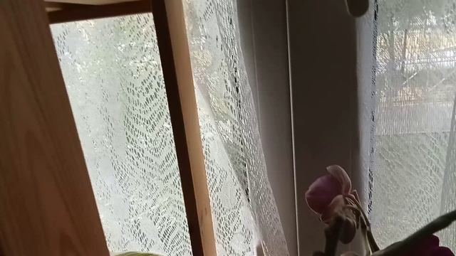 Цветение моих орхидей