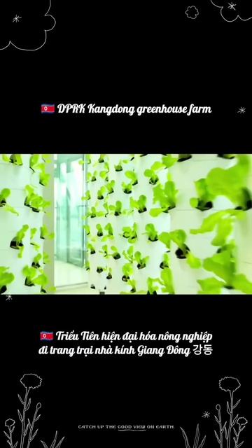🇰🇵 DPRK visit the Kangdong greenhouse farm🌿