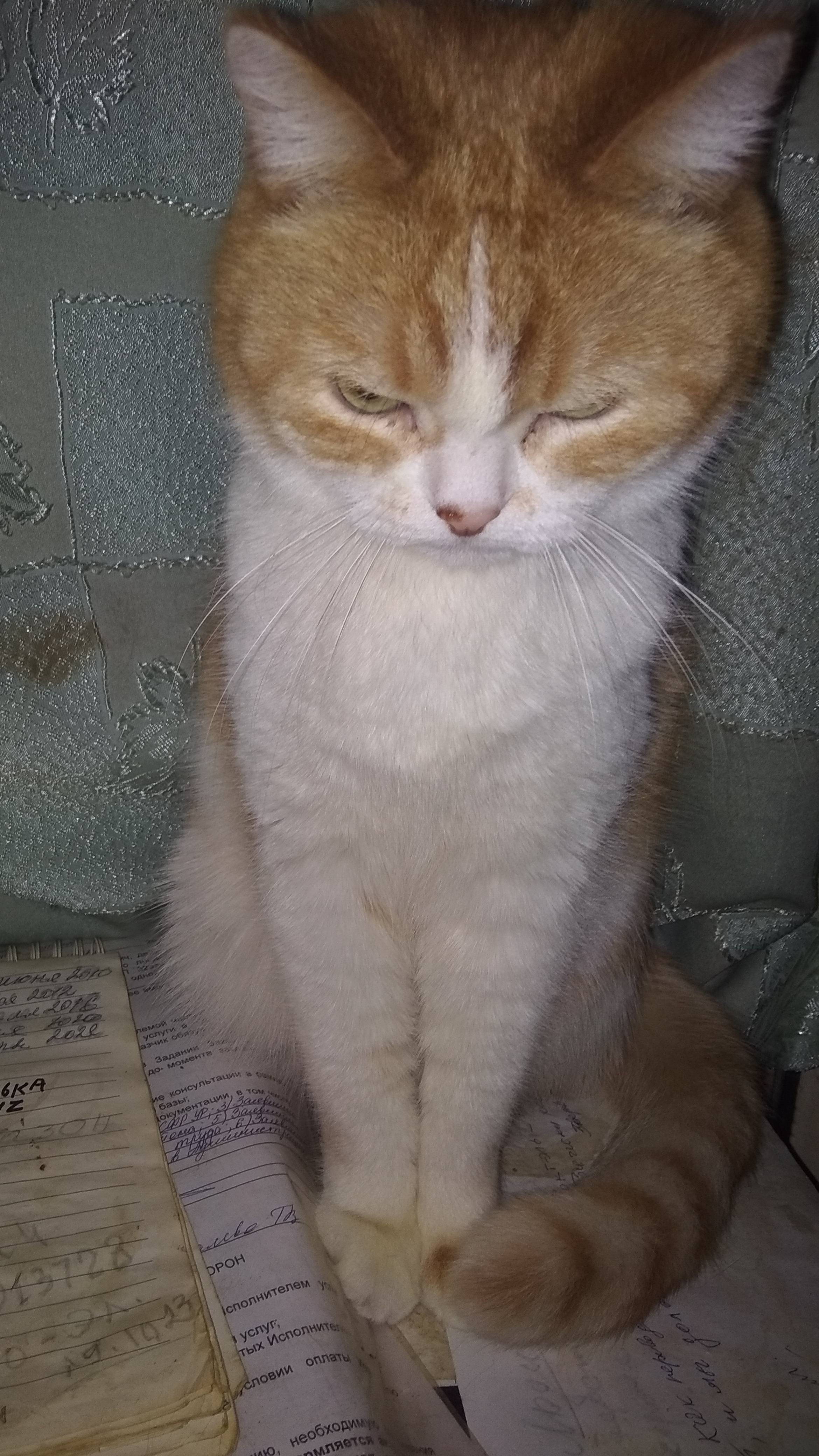 Коты резко забыли, что голодные....