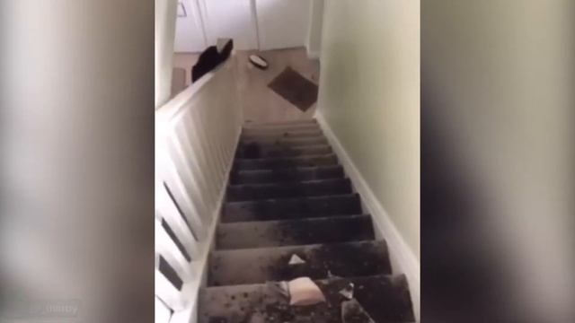 Самые смешные видео с кошками и собаками 2022