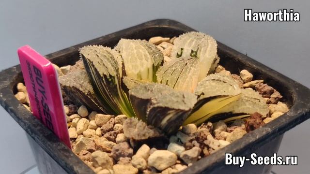 Haworthia #50
