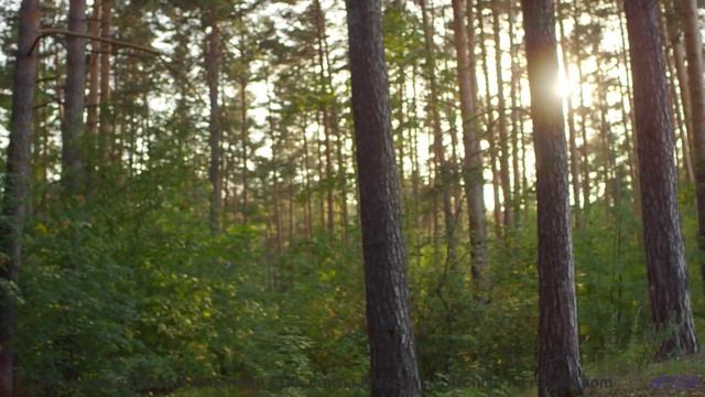 Звуки, способные перезагрузить ваш мозг - проверьте на себе! - Angelita ft. Nitty Scott, Ryan Herr -