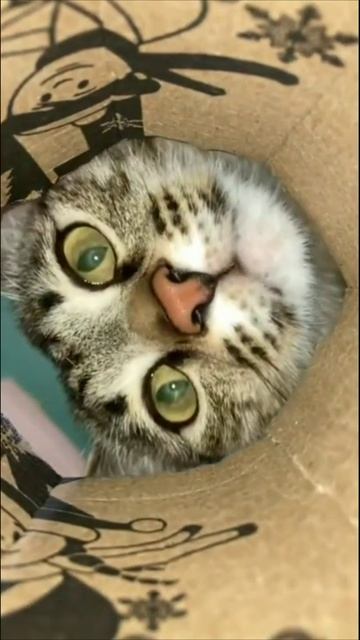 Смешные коты #61-9