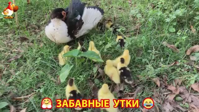 Забавные утки мускусные и пекинские на свободном выгуле ч.(80) ❣️🤗😂