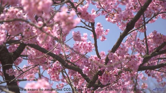 Закат, море и мелодия, от которой тает сердце! - We Were Dreamers -- Scott Holmes Music -- Inspiring