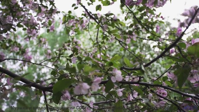 Почему это видео УДАЛЯЮТ с YouTube - Марципаны (feat. Cosmic Monster) -- POVALISHIN DIVISION -- Запр