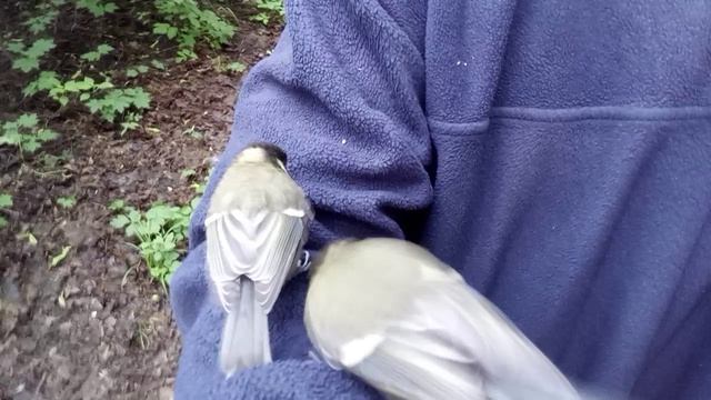 Хичкок. Птицы