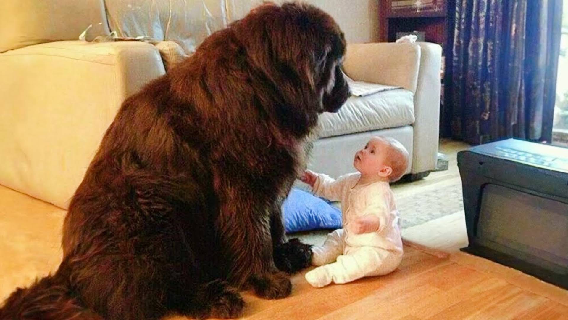 Когда твоя собака становится всем твоим миром ❤️