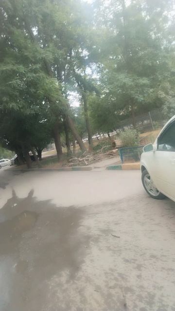 У нас городе Волгодонске вырубают деревья
