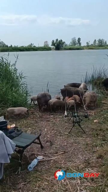 Целое семейство: оказывается, кабанчиков к рыбакам на Дону в Аксае вышло не трое, а целое семейство.