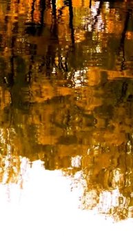 Камера сняла курьёзный случай