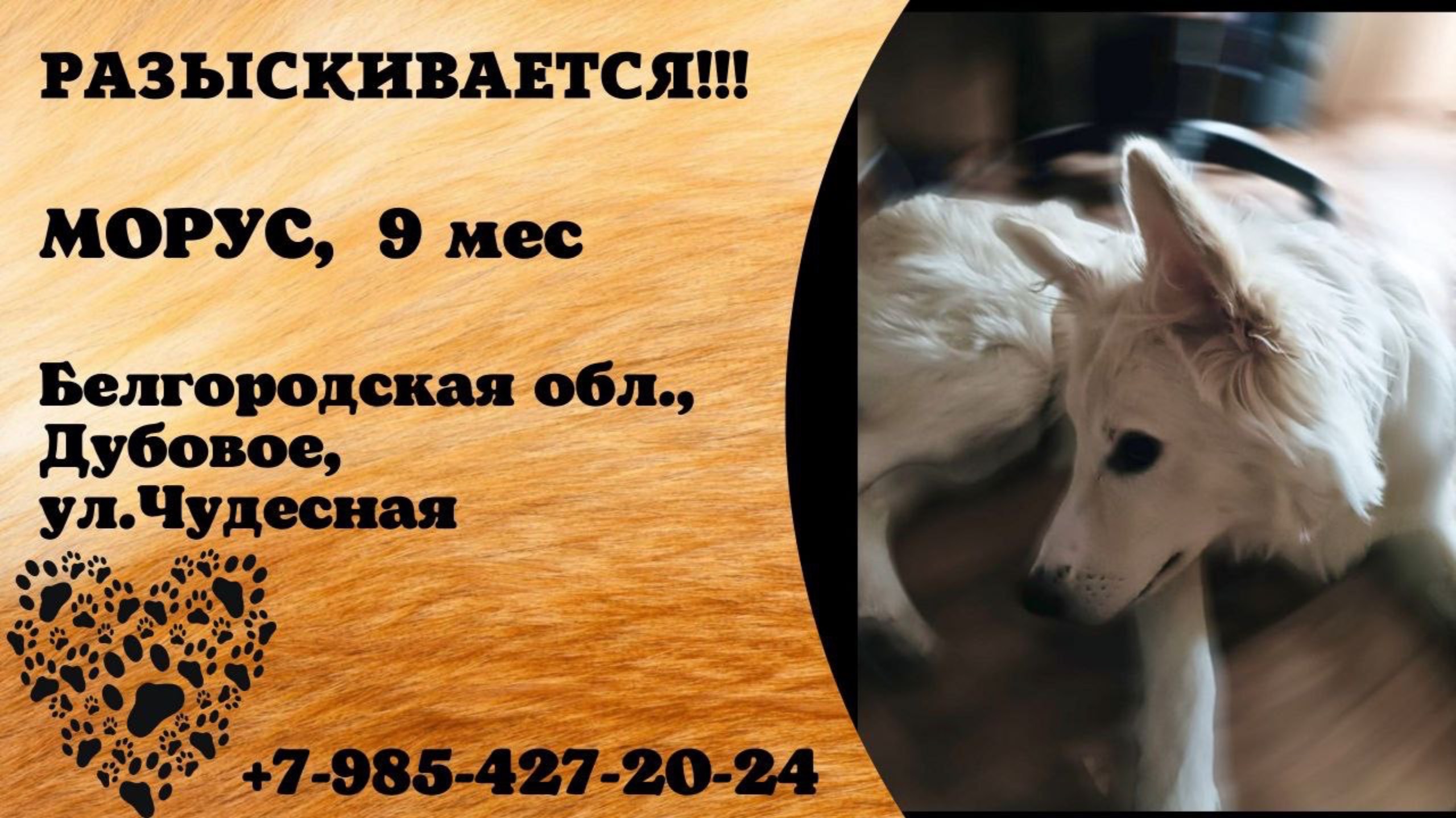 Пропала собака! МОРУС, 9 мес. Белгородская обл., Дубовое.