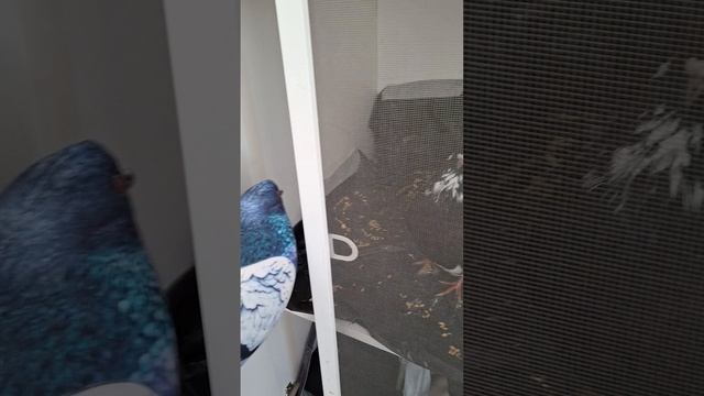 жёсткое мочилово голубей, слабонервным не смотреть🤕🫨