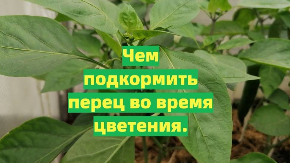Что любит перец во время цветения? ЧЕМ ПОДКОРМИТЬ ПЕРЕЦ