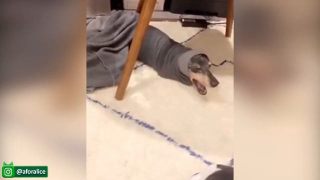 о, нет!  Забавная реакция домашних животных - Видео с собаками и кошками