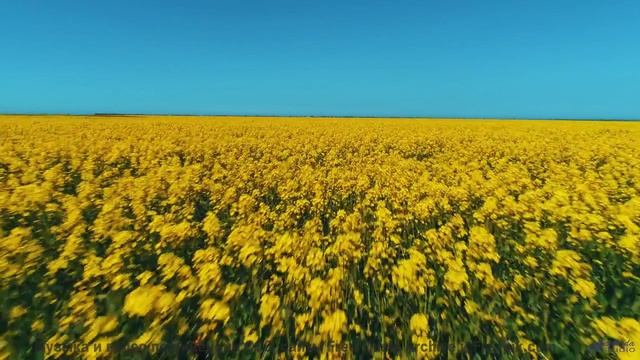 Кадры, которые восстановят ваше зрение - удивительно! - Blossoming -- Podington Bear -- Meet Podingt