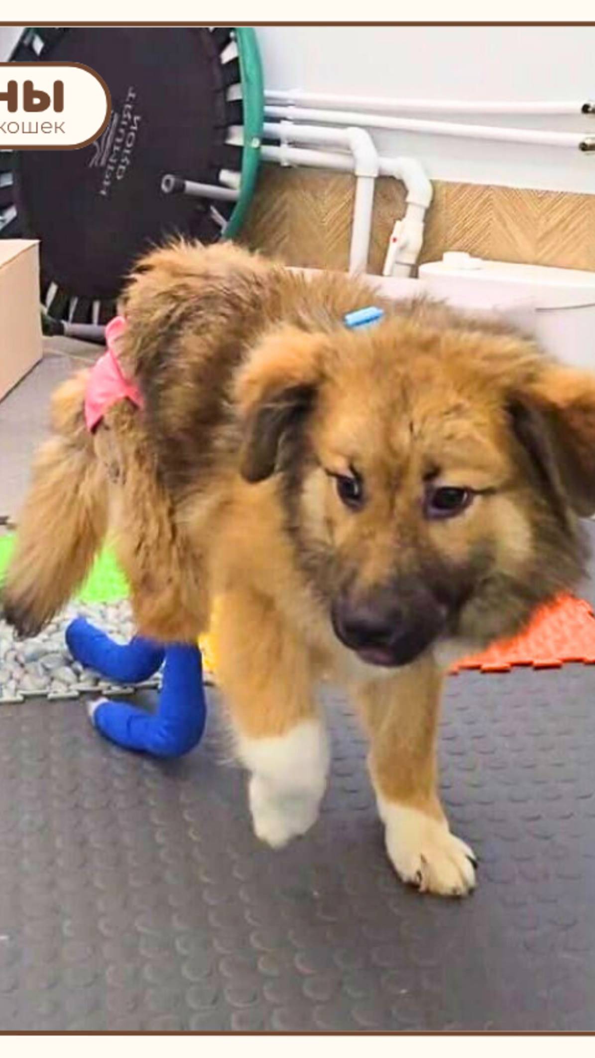 💛 Спасти шаг за шагом: 
сбор на вторую операцию 
и реабилитацию Марты 🐾