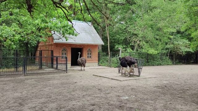 Поездка в Аскания-Нова. Биосферный заповедник имени Ф. Э. Фальц-Фейна. Июнь 2025 года