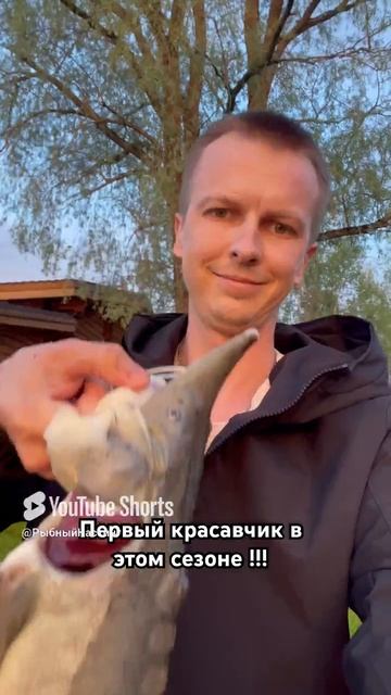 Ловля осетра! Осетр на платнике, донный монтаж для ловли осетра#шортс #ловля осетра #платнаярыбалка