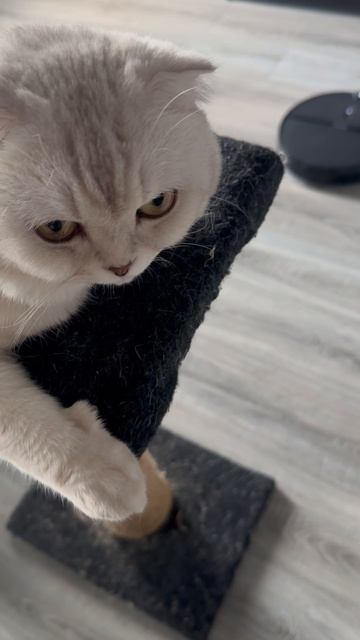 😸🤖 🤖