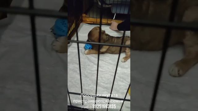 21-06-2025 лопоушки якутята пристраиваются в семьи