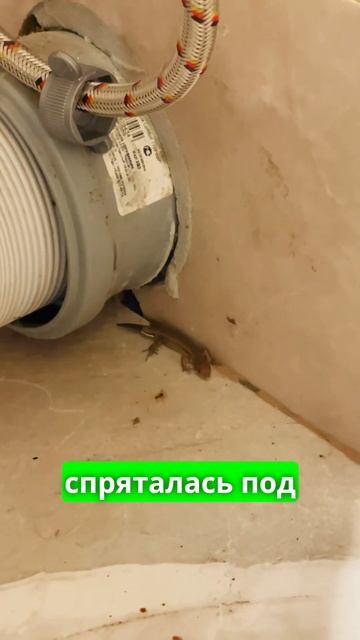 Новый гость, как горле кость )) Сегодня ящерица! #ящерица #джубга #море