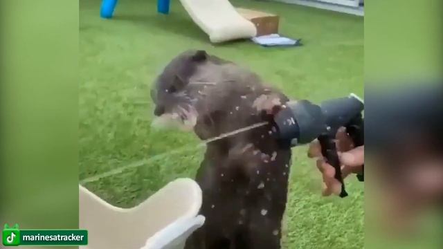 Самые смешные видео с кошками и собаками 2022 - Смешные видео с животными