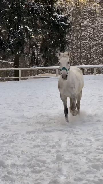 тг: они killкенни! #edit #equestrian #horse #horseriding #лошади #equestrianlife #equestrianrider