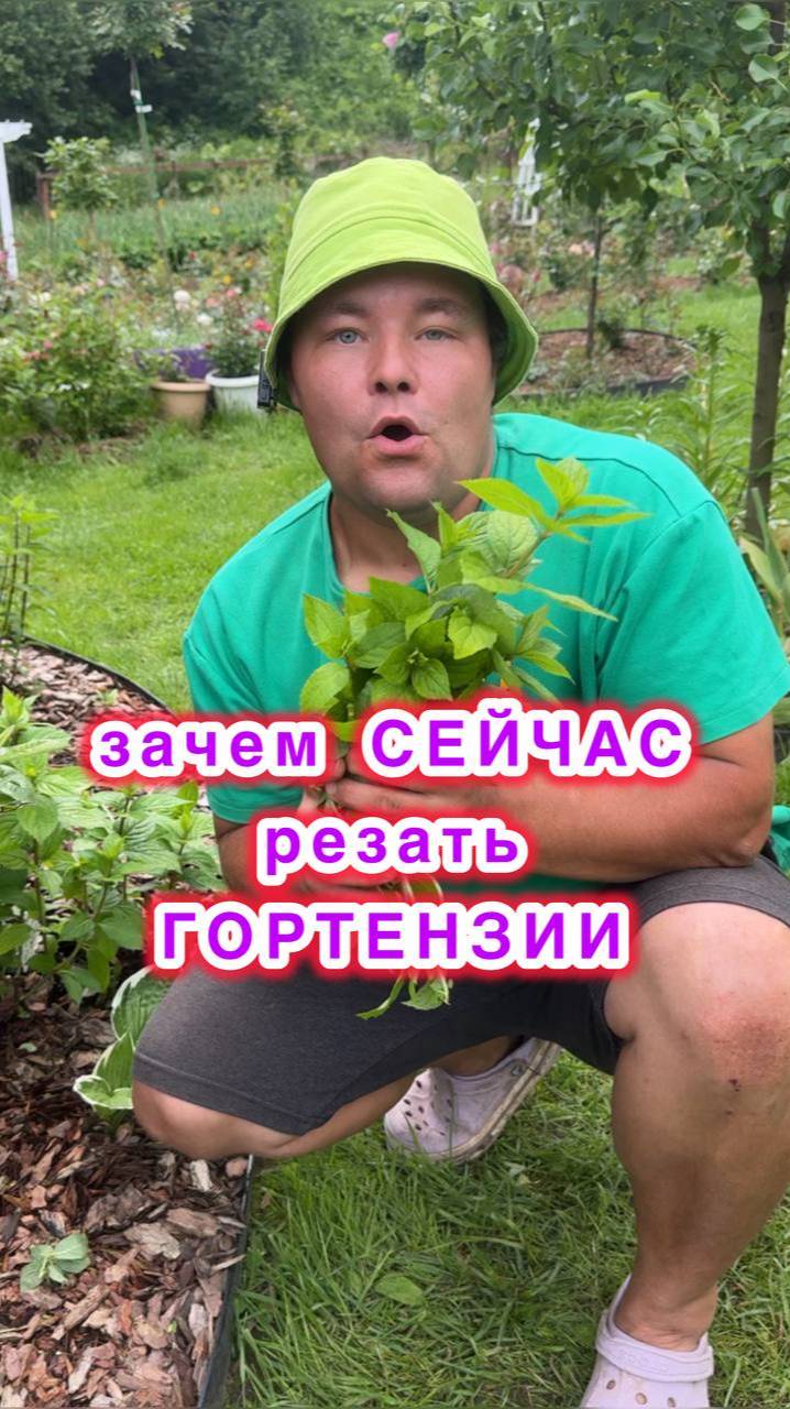 Зачем летом обрезать гортензии? Что нужно резать и как, а по итогу большие соцветия получать.