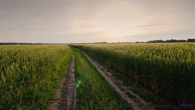 Мелодия шепчет, как звучит настоящее спокойствие - Ache -- Independent Music Licensing Collective (I