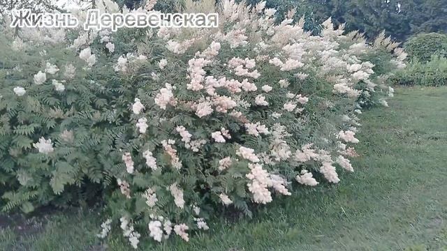 Обзор деревенского бабушкиного сада 19.06.25.
