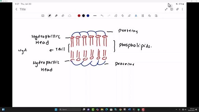 Biology-Imat-Lecture-17