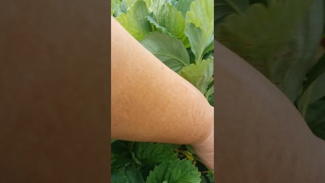 VID_20250615_110432.mp4