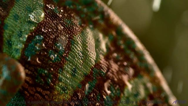 Пейзажи и ритм вместе стирают границы - Yowies feat NatJames -- Shaolin Dub -- Macro Micro