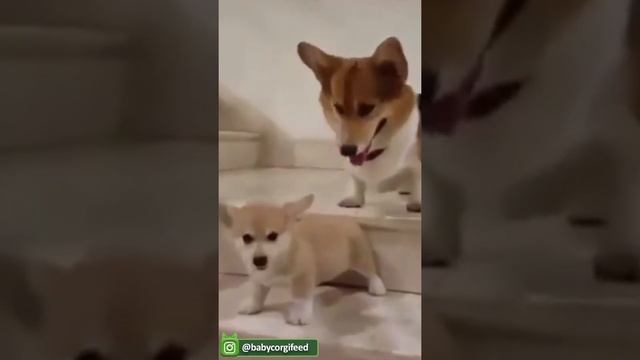 Невозможно не рассмеяться над смешными видео с кошками и постарайтесь не смеяться