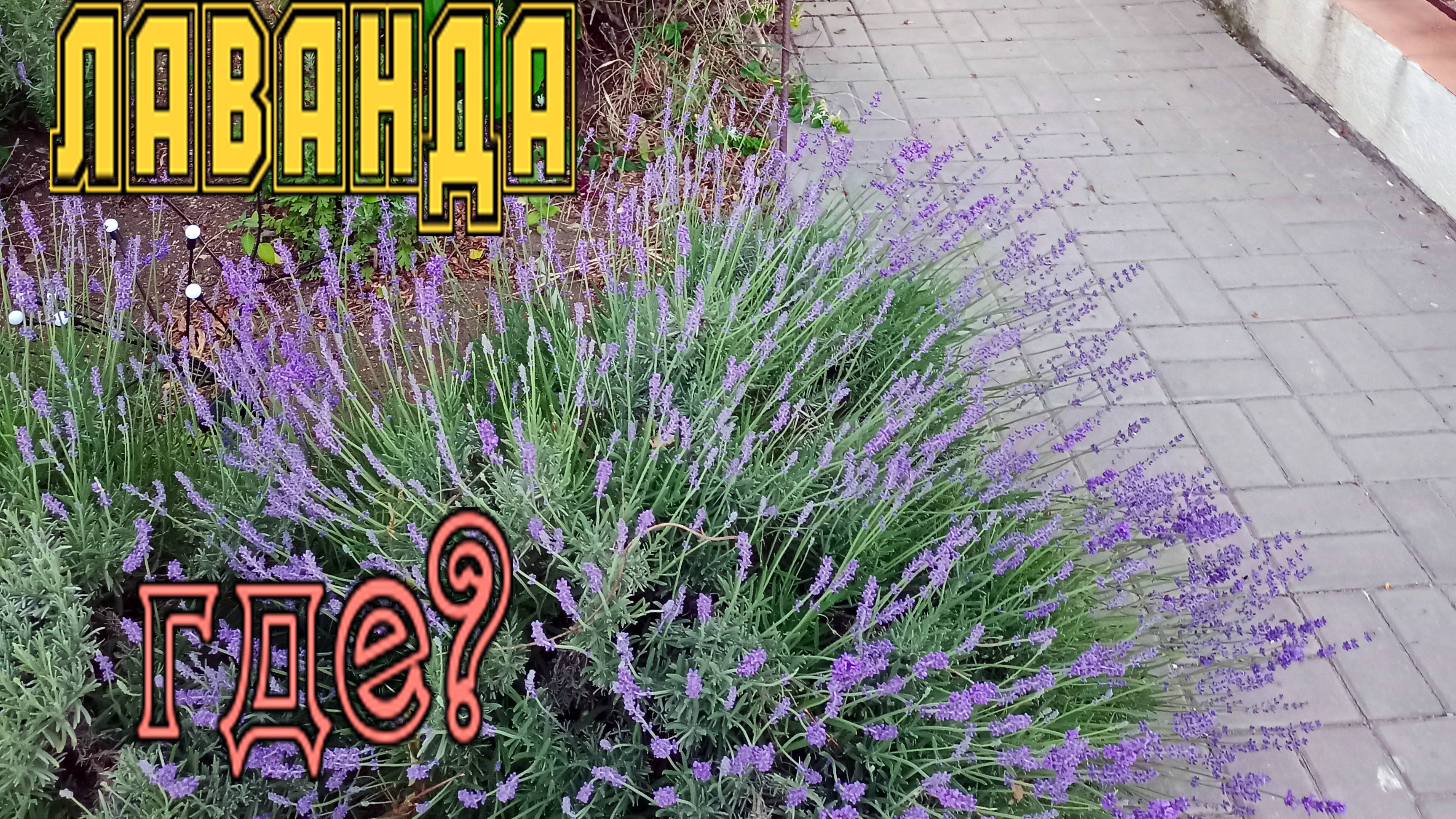 Лаванда зацвела. Крым, Феодосия