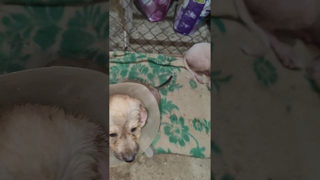 Срочно нужны две таблетки Нексгарда или Симпарики