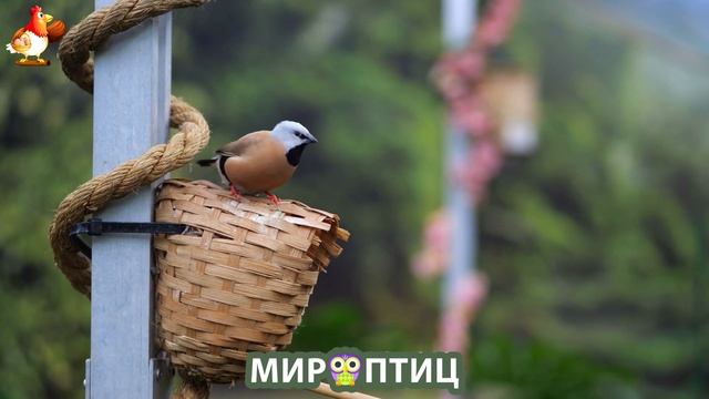 Мир птиц – красота и грация пернатых созданий Природы 🦩🦚🦜 Выпуск (231) 🦉🐦🐤