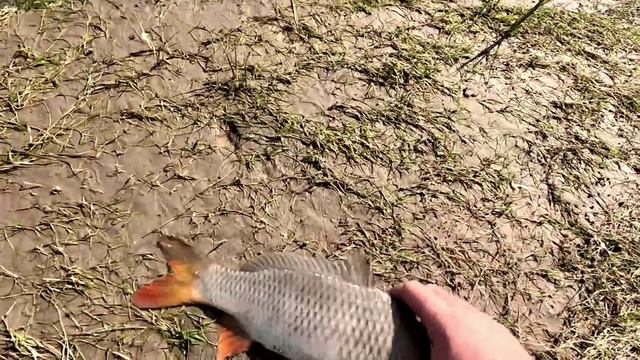 🐟🐠🐡🎣