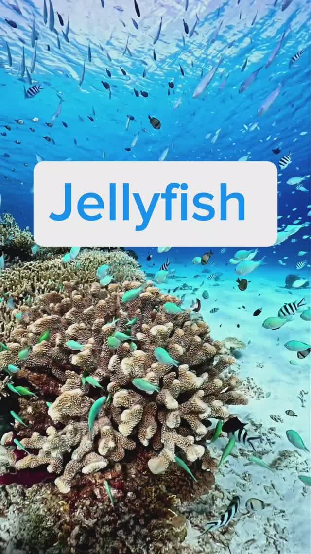 Морские обитатели на английском