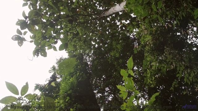 Мелодии, которые превращают обычную поездку в свидание с миром - Sleep Right -- Mise Darling -- Rebe