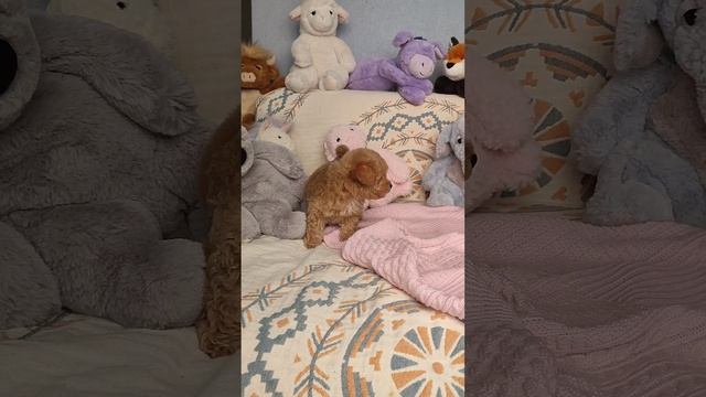 Малышка Живанши Пушон