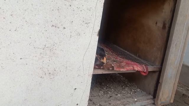 Цыплячья ферма. Сколькозаплатила за дорожку.?