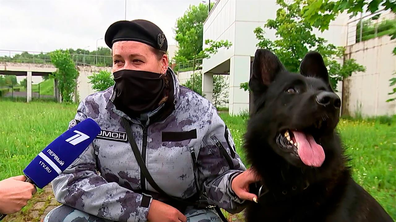 В России отмечают День кинолога