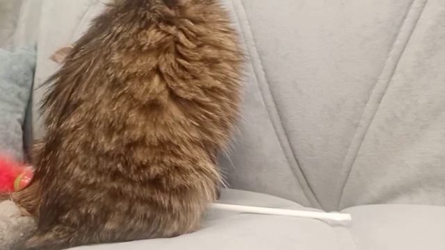 Китти УСТРОИЛА ХАОС в доме! Вы не поверите, что она натворила! 😱🐾