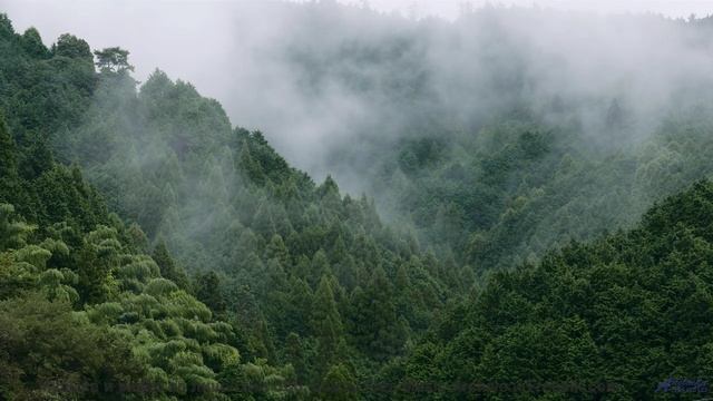 Это видео - как глоток свободы для вашей души! - Dreamers -- HoliznaCC0 -- Forager