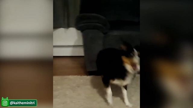 Милые и смешные видео с собаками Funny Dog Videos 2021